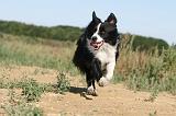 BORDER COLLIE 293